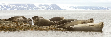 Voksne seler på Svalbard
